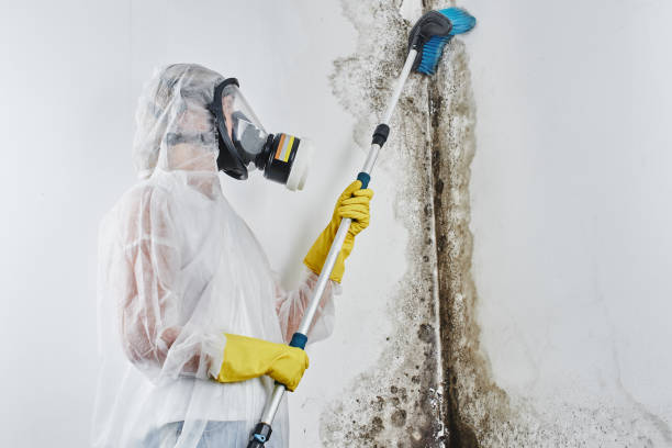 Best Mold Remediation for Healthcare Facilities  in Sonoma, CA